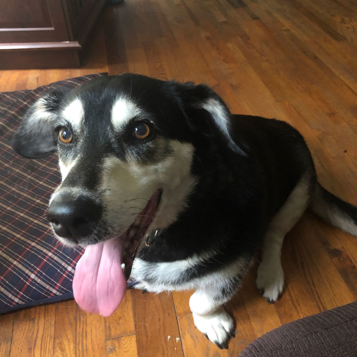 Pet of the Day: Lily
